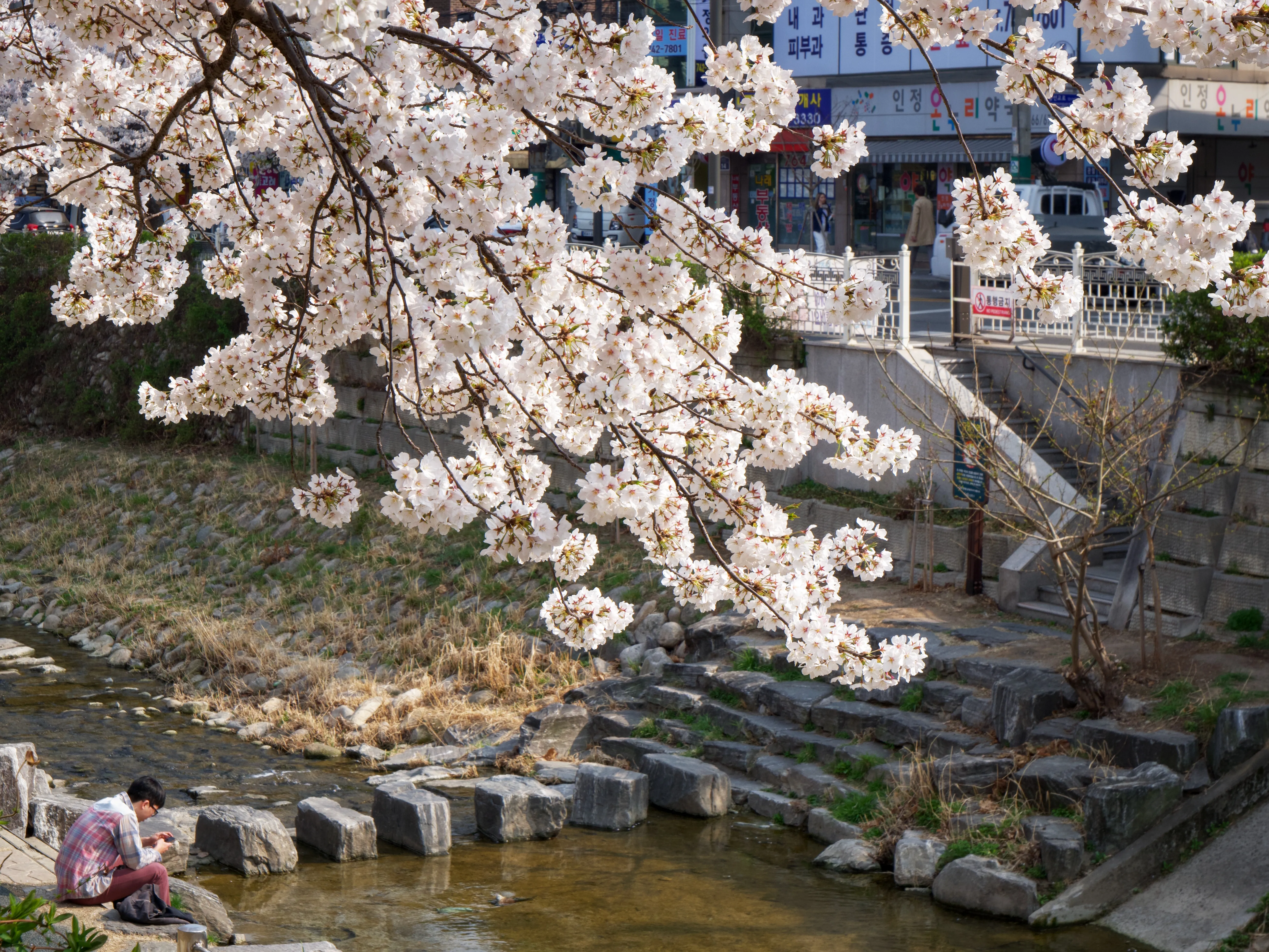 Cherry Blossoms Gallery - Picture 16